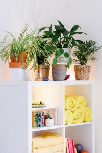 Shelves with house plants, yellow towels, books and candles.
